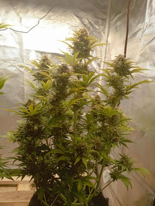 First Tent. Week 10 - White Widow