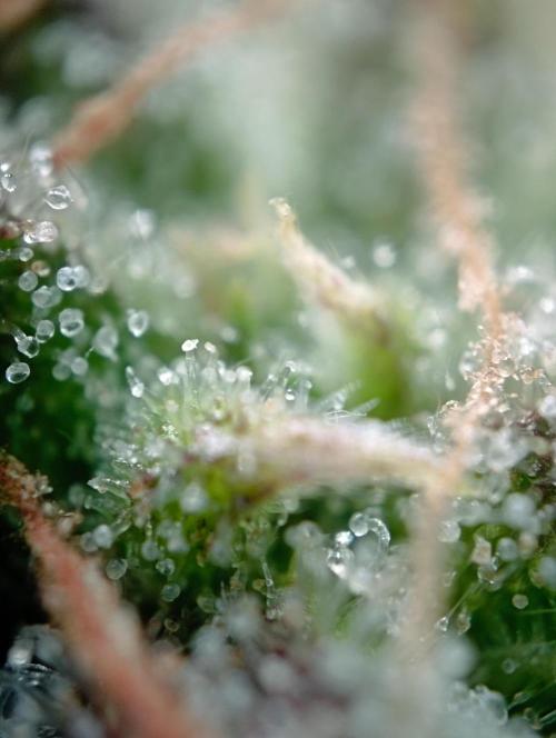 First Tent. Week 10 - Trichome Check White Widow