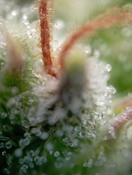 First Tent. Week 10 - Trichome Check White Widow