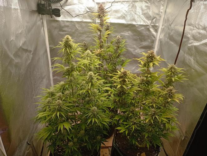 First Tent. Week 10 - mid week