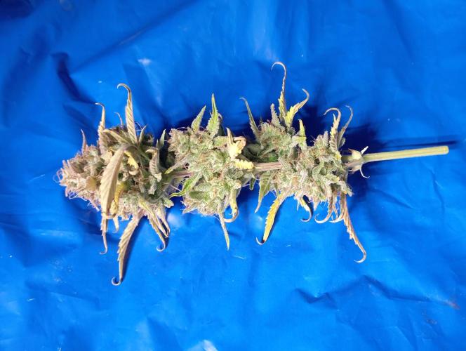 First Tent. Week 11 - Sample of White Widow