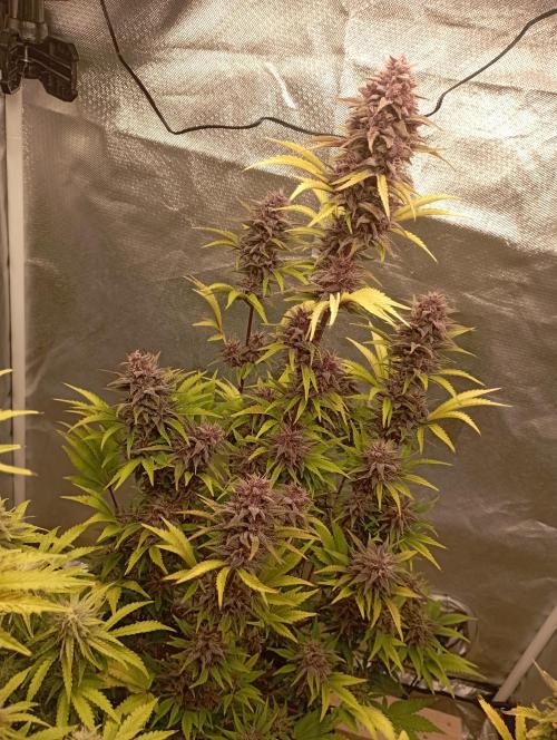 First Tent. Week 11 - Tropicana Cookies