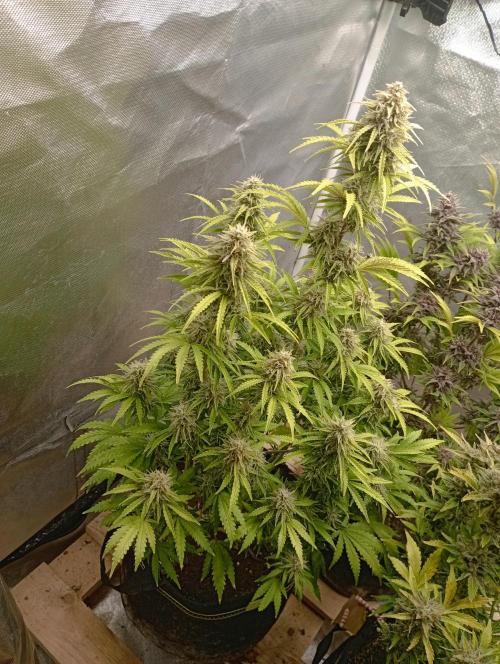 First Tent. Week 11 - GorillaZ