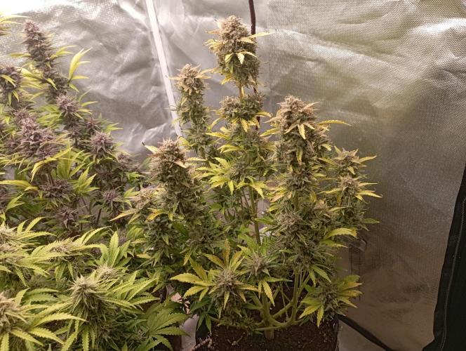 First Tent. Week 11 - White Widow
