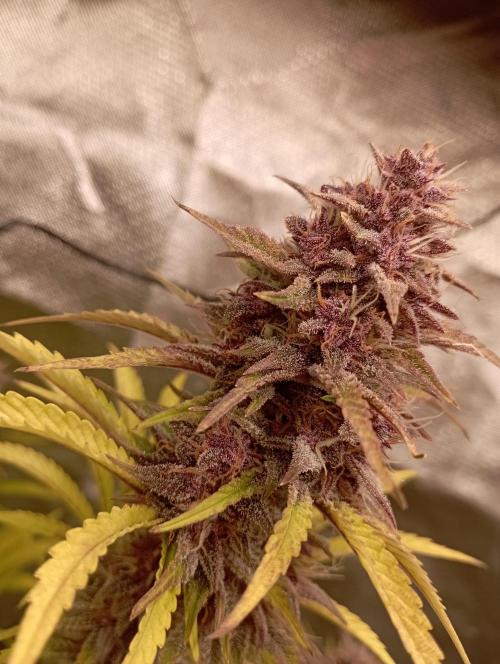 First Tent. Week 11 - Tropicana Cookies