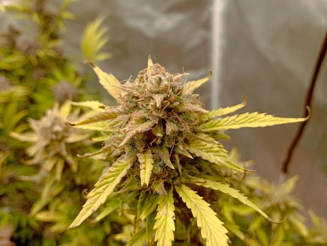 First Tent. Week 11 - White Widow