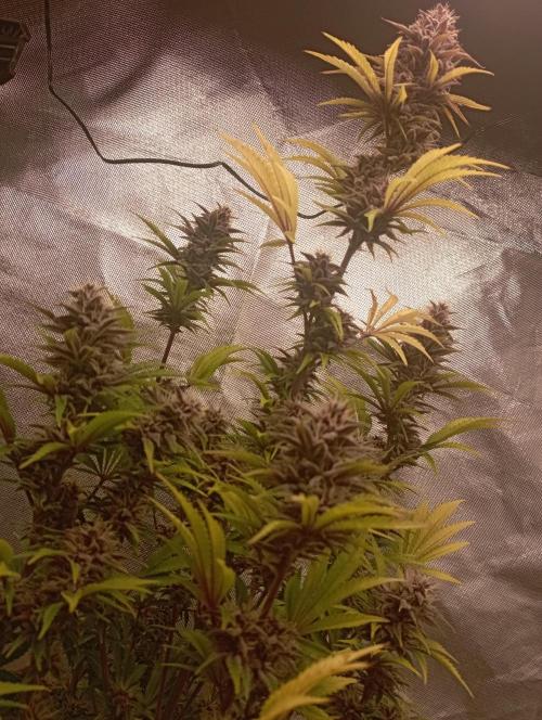 First Tent. Week 11 - Tropicana Cookies