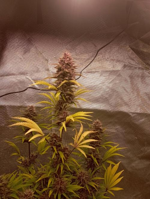 First Tent. Week 11 - Tropicana Cookies