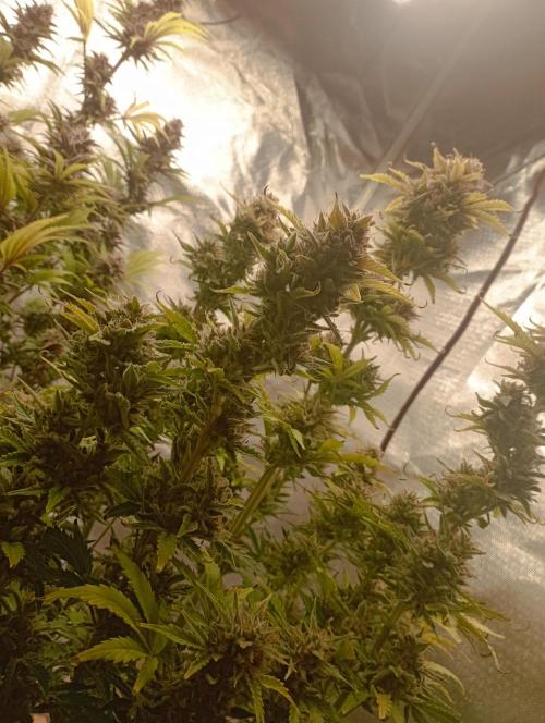 First Tent. Week 11 - White Widow
