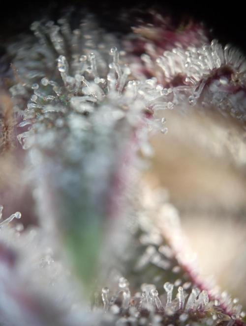 First Tent. Week 12 - Tropicana Cookies Trichome Check