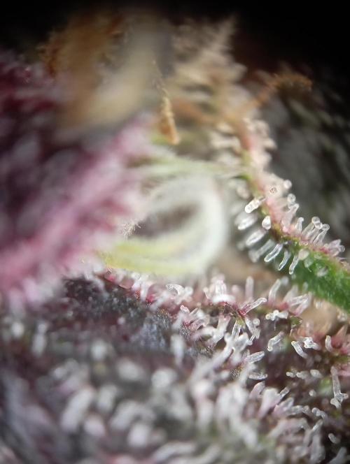 First Tent. Week 12 - Tropicana Cookies Trichome Check