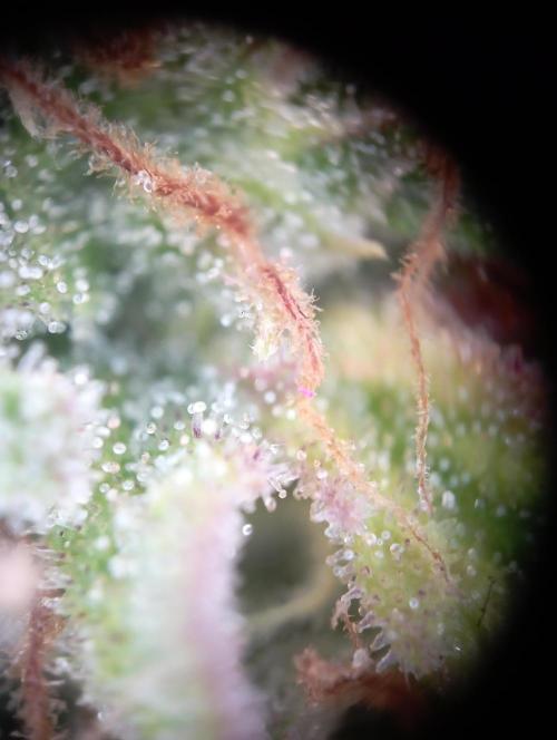 First Tent. Week 12 - GorillaZ Trichome Check