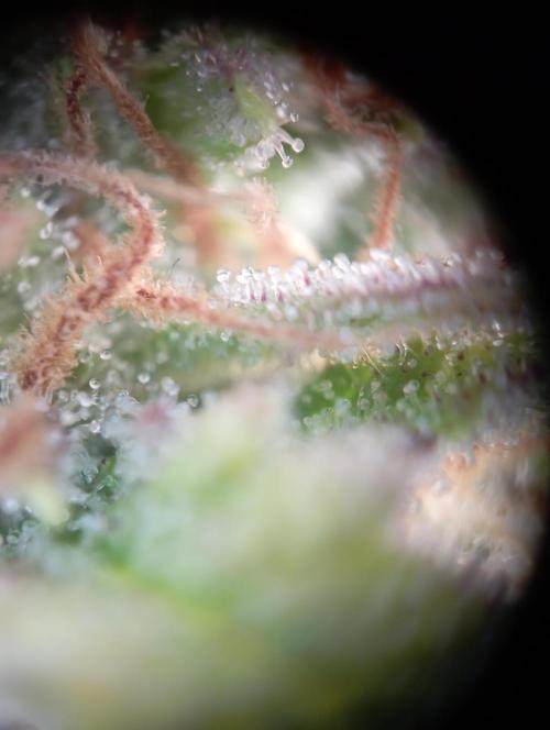 First Tent. Week 12 - GorillaZ Trichome Check