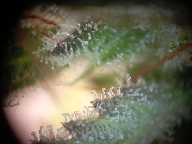 First Tent. Week 12 - White Widow Trichome Check