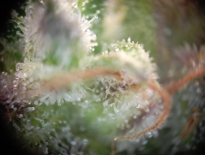 First Tent. Week 12 - White Widow Trichome Check