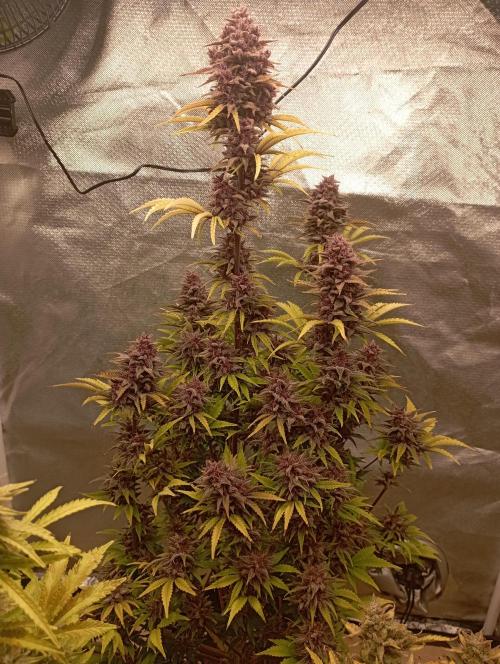 First Tent. Week 12 - Tropicana Cookies