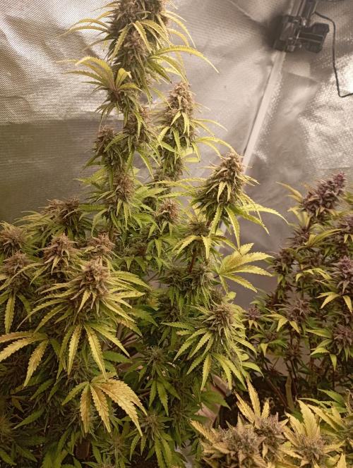 First Tent. Week 12 - GorillaZ
