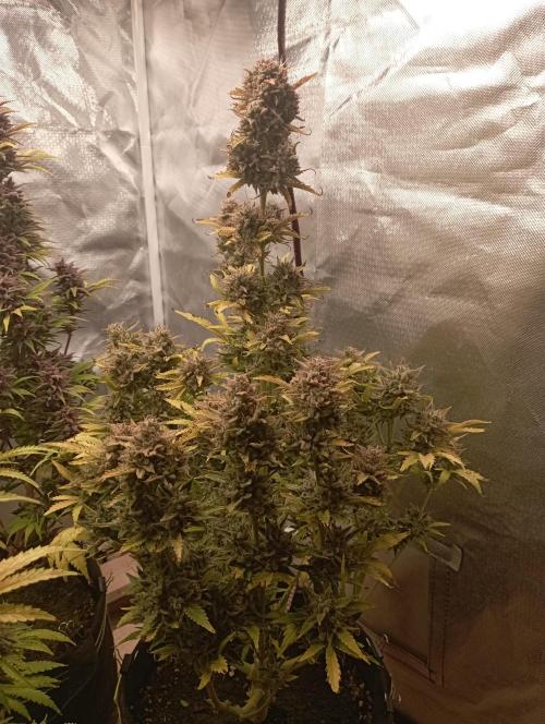 First Tent. Week 12 - White Widow