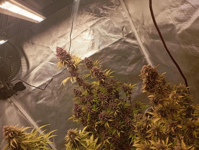 First Tent. Week 12