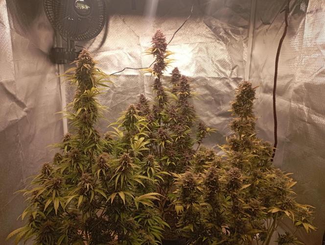 First Tent. Week 12