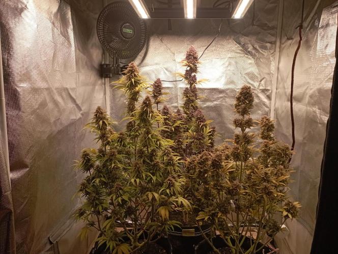 First Tent. Week 13