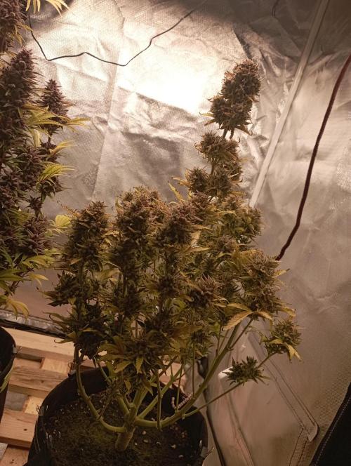First Tent. Week 13