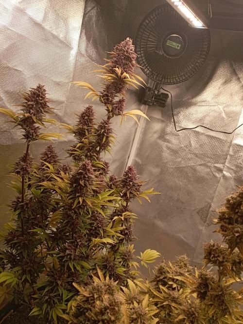 First Tent. Week 13
