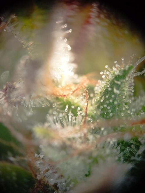 First Tent. Week 13