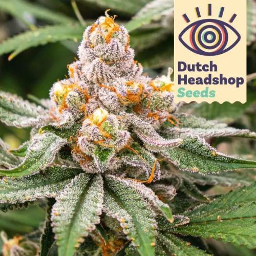 First time grow, Auto Pink Panties. Week 0