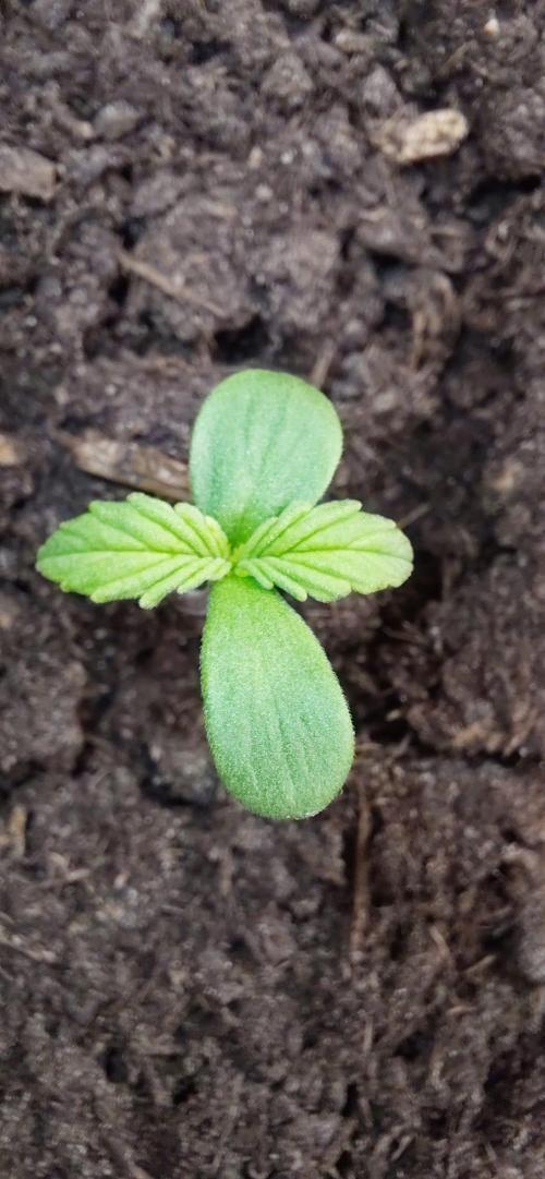 First time grow, Auto Pink Panties. Week 0
