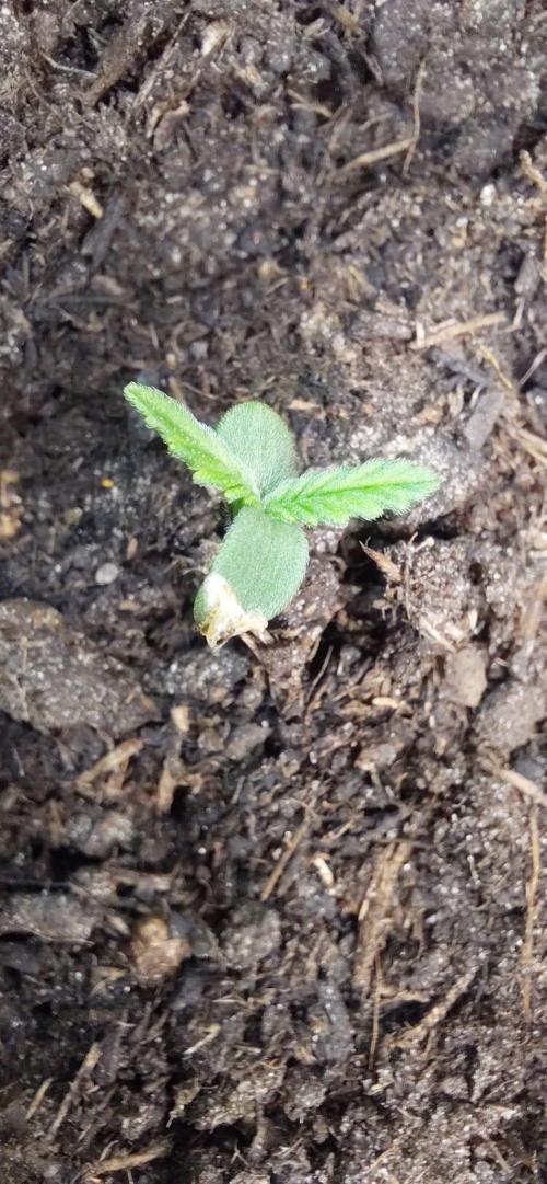 First time grow, Auto Pink Panties. Week 0