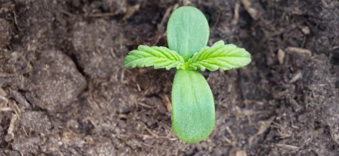 First time grow, Auto Pink Panties. Week 0