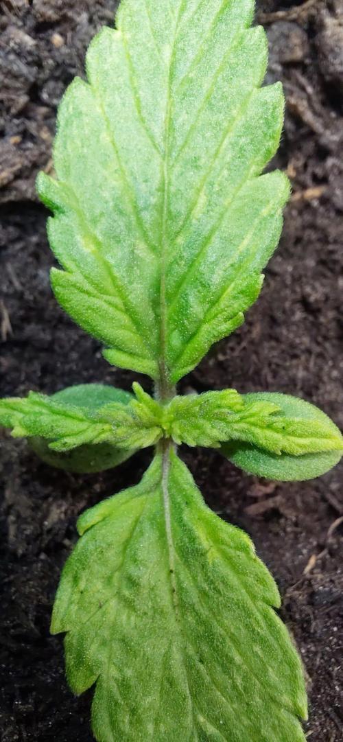 First time grow, Auto Pink Panties. Week 1