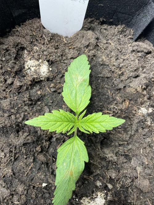 First time grow, Auto Pink Panties. Week 1