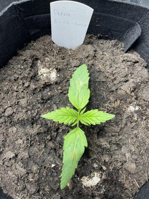 First time grow, Auto Pink Panties. Week 1