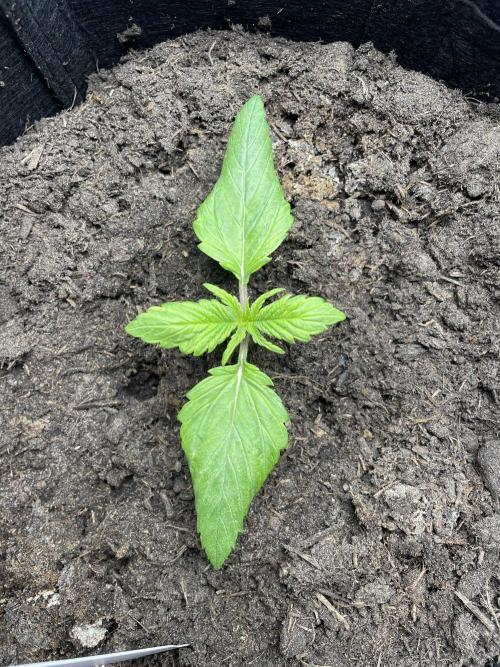First time grow, Auto Pink Panties. Week 1