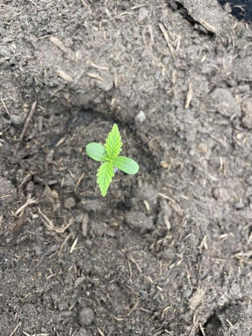 First time grow, Auto Pink Panties. Week 1