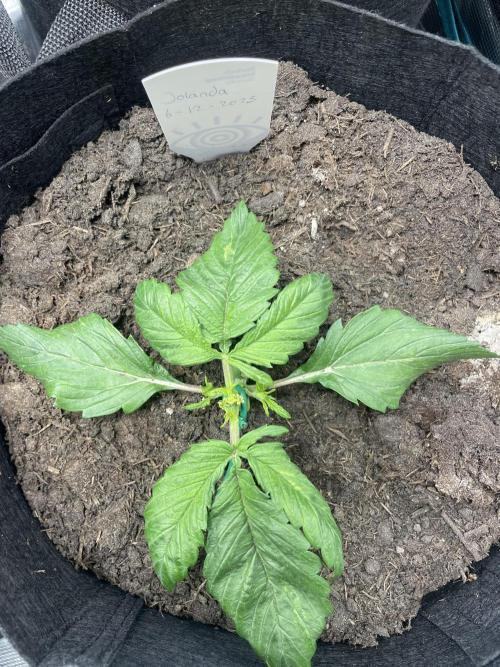 First time grow, Auto Pink Panties. Week 2