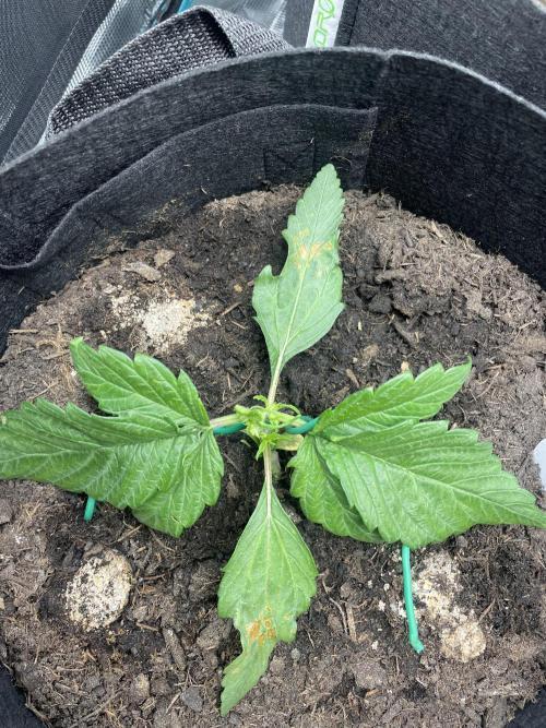 First time grow, Auto Pink Panties. Week 2