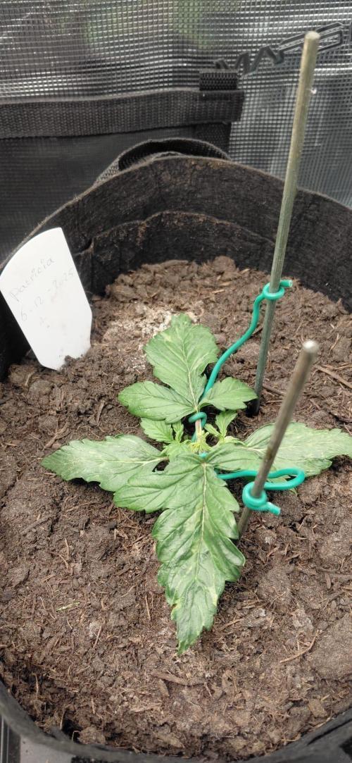 First time grow, Auto Pink Panties. Week 3