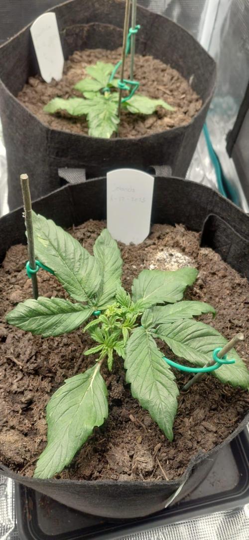 First time grow, Auto Pink Panties. Week 3