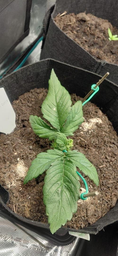 First time grow, Auto Pink Panties. Week 3