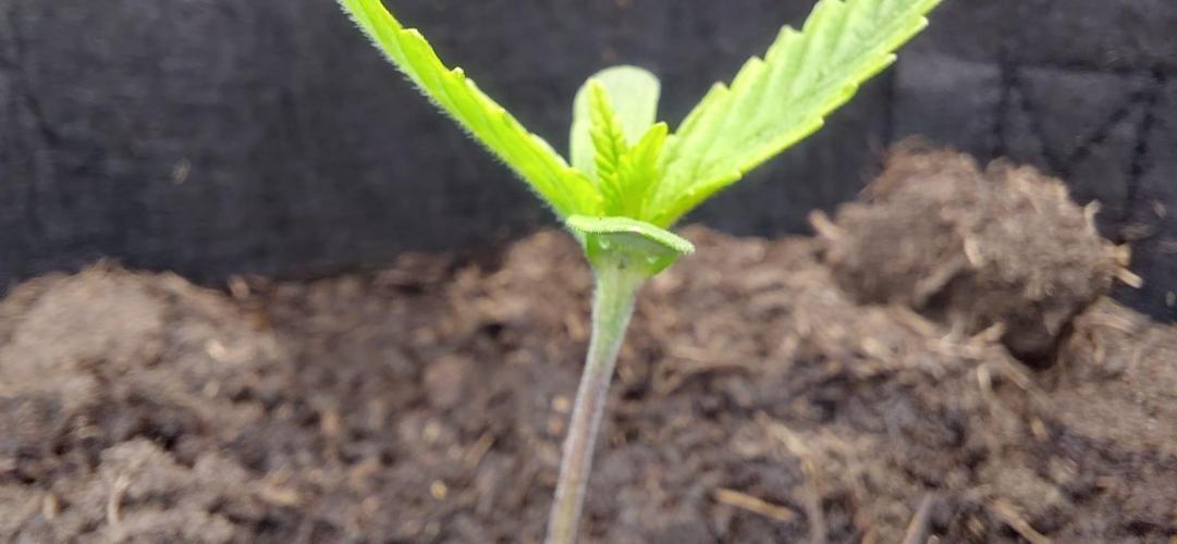 First time grow, Auto Pink Panties. Week 3