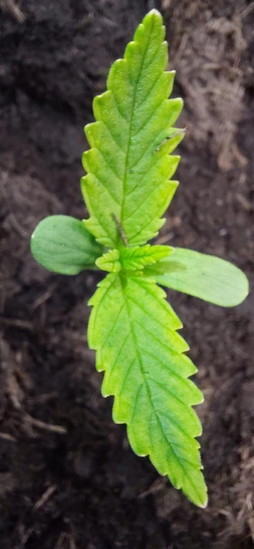 First time grow, Auto Pink Panties. Week 3