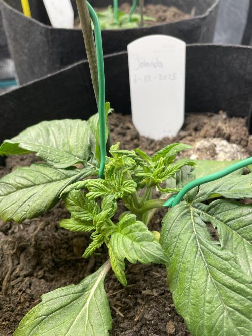 First time grow, Auto Pink Panties. Week 3