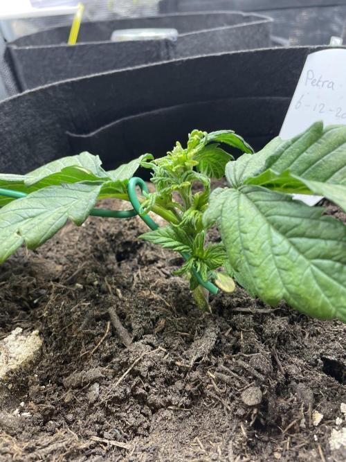 First time grow, Auto Pink Panties. Week 3