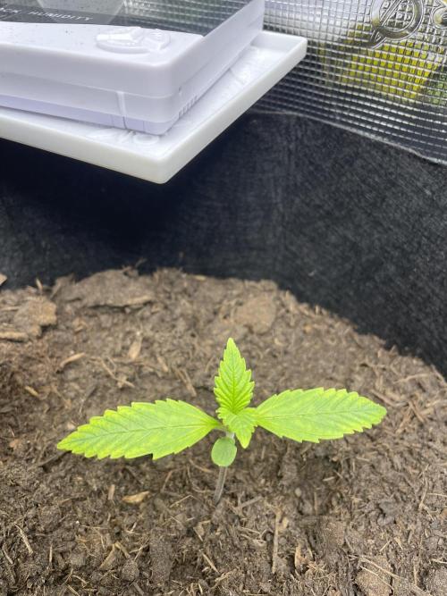 First time grow, Auto Pink Panties. Week 4