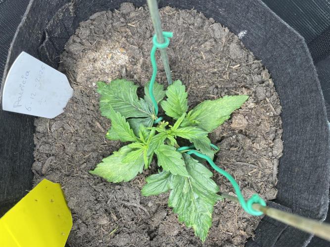 First time grow, Auto Pink Panties. Week 4