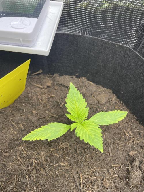 First time grow, Auto Pink Panties. Week 4