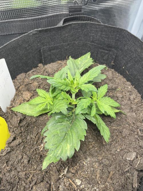 First time grow, Auto Pink Panties. Week 4